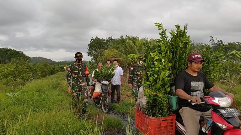 Dukung Perekonomian Masyarakat, Koramil Tebas Bantu Petani Jeruk