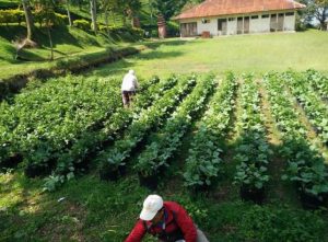 Antoni “Spekulan Tanah Masih Bermain di Atas Lahan HGU PT MPM”