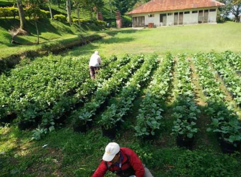 Antoni “Spekulan Tanah Masih Bermain di Atas Lahan HGU PT MPM”