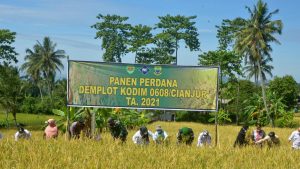 Dandim 0608/Cianjur Panen Raya Demplot Padi di Cugenang, Wujudkan Program Ketahanan Pangan