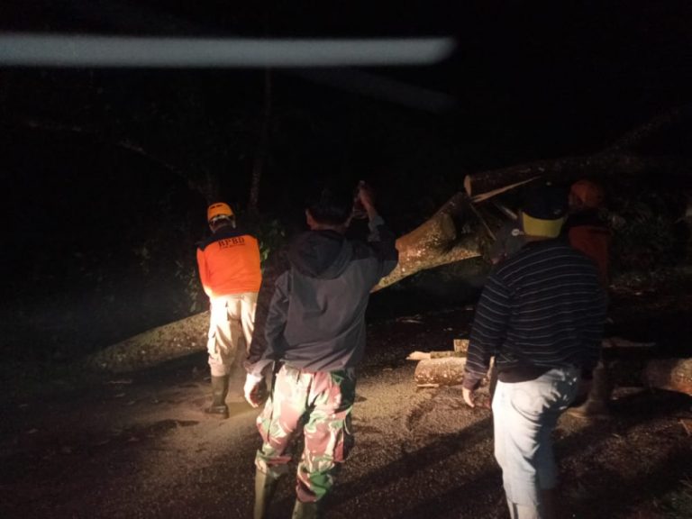 Pohon Jati Tumbang Hadang Arus Lalu Lintas