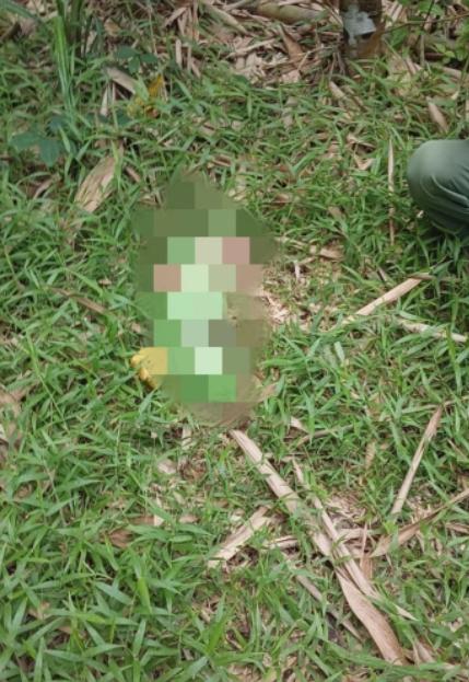 Geger Penemuan Bayi di Pohon Bambu Langsung Diselidiki Polisi