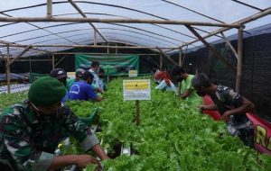 Baru Sebulan Tanam Sayuran Hidroponik, Sudirman Mulai Panen