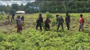 Tingkatkan Perekonomian, Panen Kacang Tanah Bersama Warga Perbatasan