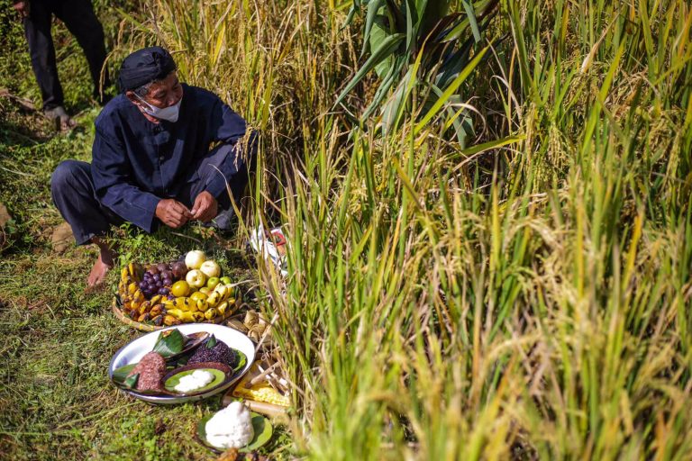 Panen Padi di Ubud “Mipit Amit Ngala Menta Panen Pare”