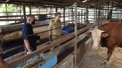 Dedie Rachim Pastikan Hewan Ternak di RPH Bubulak Sehat dan Miliki SKKD