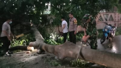 Pohon Tumbang di Gunung Putri Tutupi Seluruh Badan Jalan