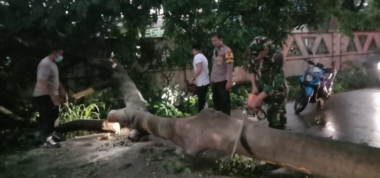 Pohon Tumbang di Gunung Putri Tutupi Seluruh Badan Jalan