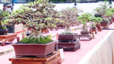 Dedie Rachim Buka Pameran Buitenzorg Bonsai Festival