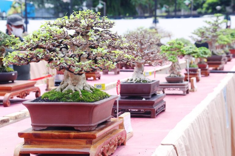 Dedie Rachim Buka Pameran Buitenzorg Bonsai Festival