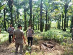 Sosok Mayat Jasad Seorang Pria Tanpa Indentitas di Temukan di Perkebunan Sawit Cigudeg