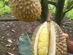 Durian Asli Kota Bogor Ada di Rancamaya Bogor Selatan