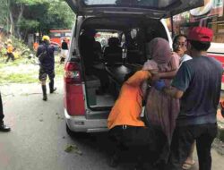 Minggu Kelabu di Subang: Pohon Tumbang Kembali Merenggut Korban, Timpa Dua Pengendara Motor