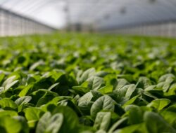 Kreatif Agribisnis: Inovasi Urban Farming untuk Keberlanjutan Pertanian