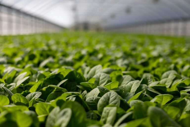Kreatif Agribisnis: Inovasi Urban Farming untuk Keberlanjutan Pertanian
