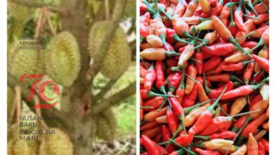 Rahasia Sukses Budidaya Durian dan Cabai ala Asep Saefulloh