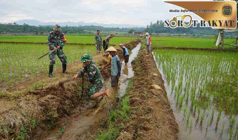 Aksi Heroik: TNI-Warga Gempur Hama Tikus, Selamatkan Panen Padi
