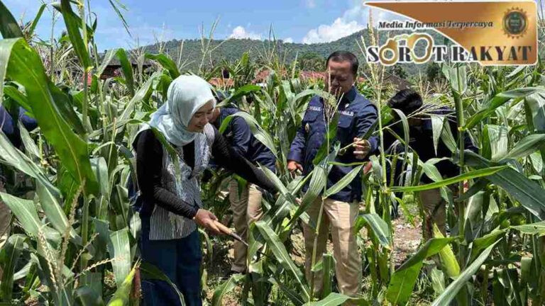 Bakamla RI Panen Jagung di Karangasem, Dukung Ketahanan Pangan Nasional