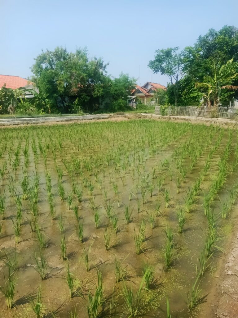Petani Desa Kediri Sambut Musim Tanam dengan Semangat dan Harapan