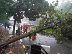 Badai Menerjang! Pohon Tumbang di Tiga Lokasi Kota Bogor, Akses Jalan Tertutup Hingga Timpa Motor dan Bangunan